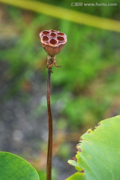 干莲蓬