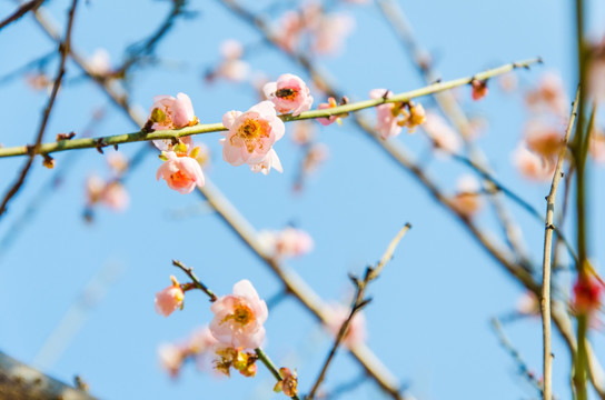 梅花