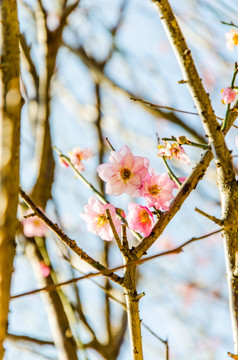 梅花