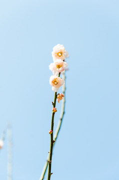 梅花