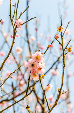 梅花