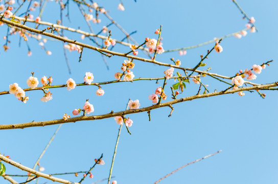 梅花