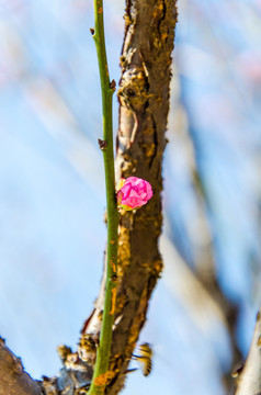 梅花