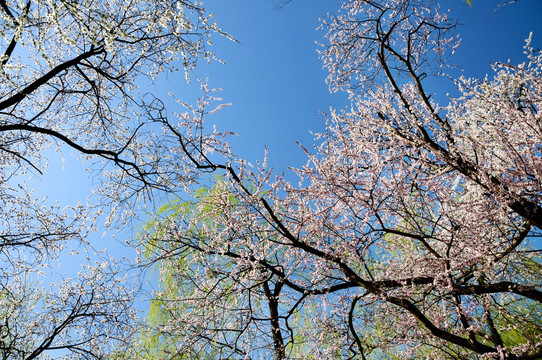 春之似锦繁花