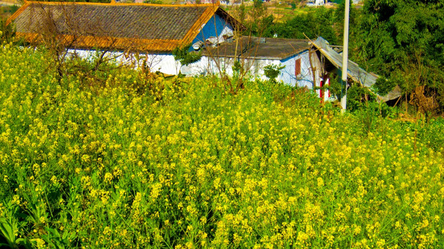 菜花 瓦房