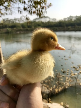 小黄鸭 