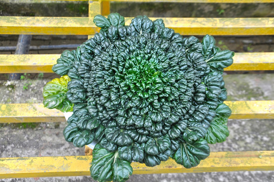 花圃