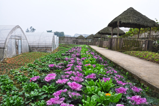 花圃