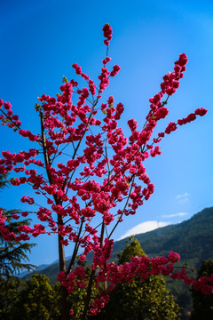 西藏高原红花