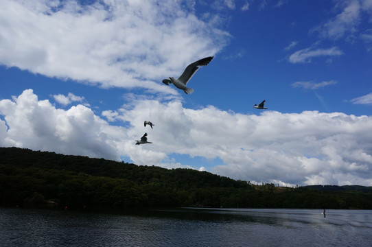 英国湖区海鸥
