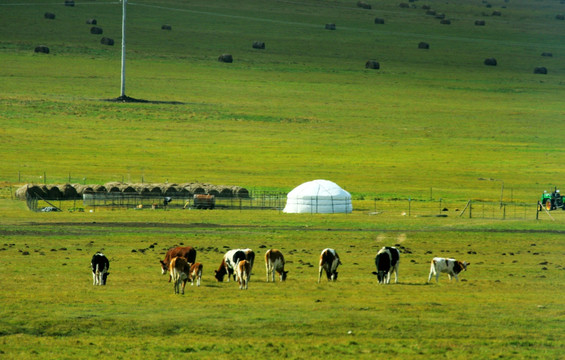 草原蒙古包马群