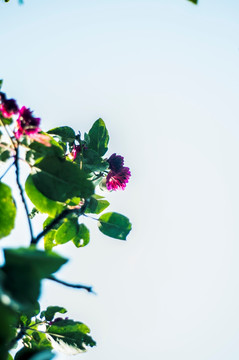 植物花
