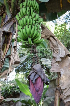 香蕉 树上的香蕉 绿香蕉