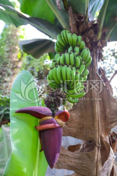 香蕉 树上的香蕉 绿香蕉
