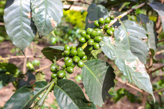 咖啡树 咖啡豆 咖啡种植园