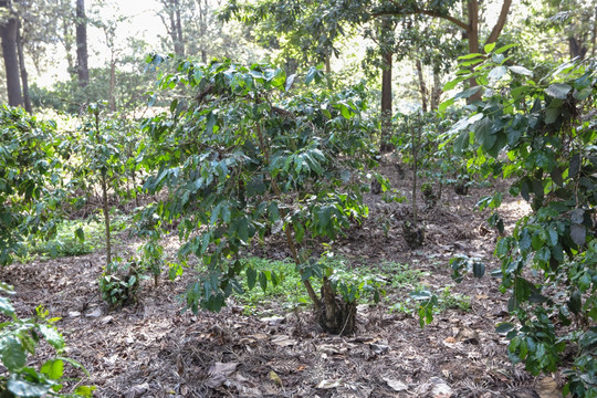 咖啡树 咖啡豆 咖啡种植园