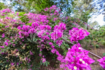 绿草地 庭院 大树 三角梅