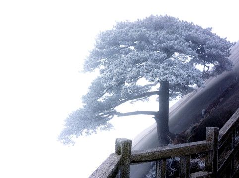 天柱松 雪松