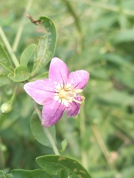 枸杞花