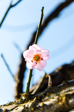 梅花