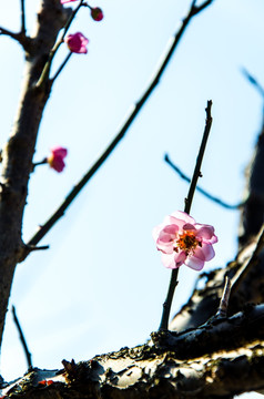 梅花