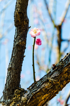 梅花