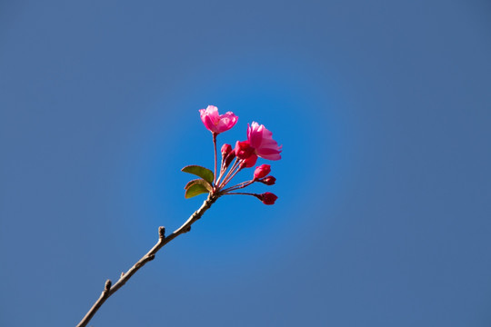 垂丝海棠花