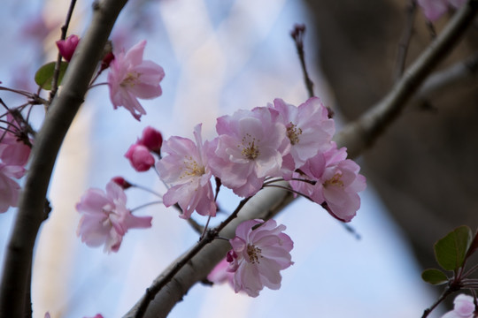 垂丝海棠花