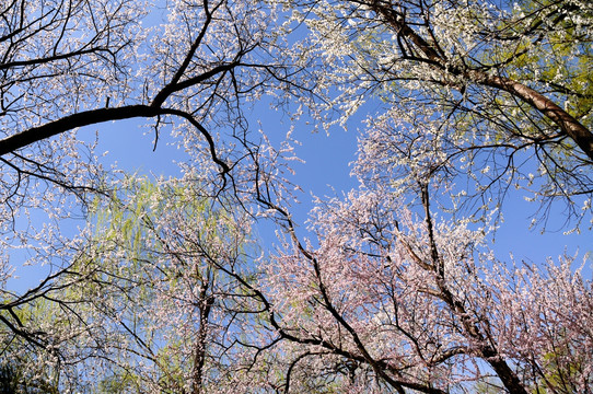 满树花开艳色春
