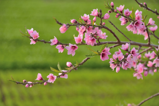 桃花