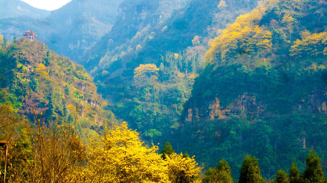 山壑 山林