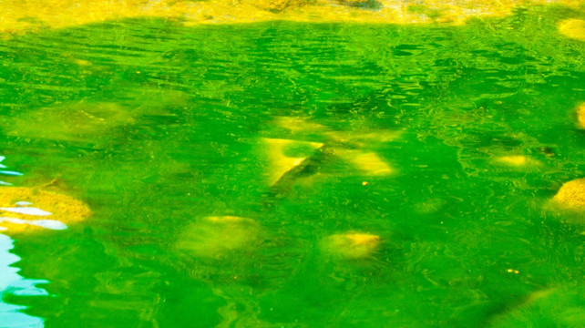 水底青苔 水草