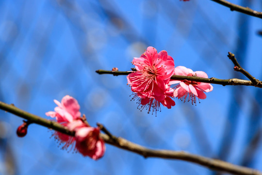 枝桠梅花 梅树盛开 梅枝梅花