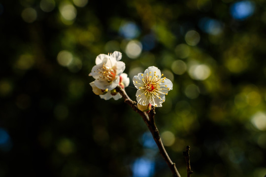 两枝白梅