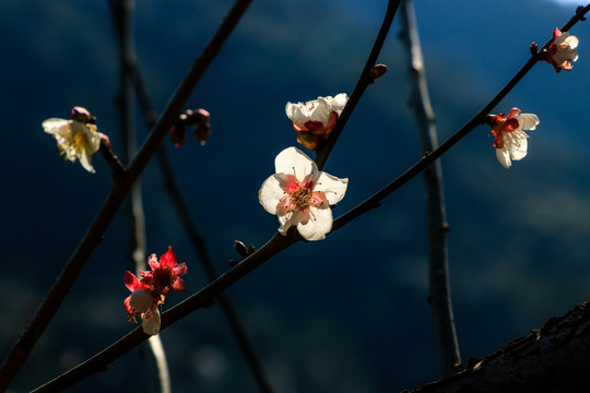 梅树梅花 粉红梅花 梅树 红梅