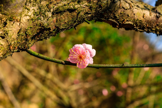 梅树梅花 粉红梅花 梅树 红梅