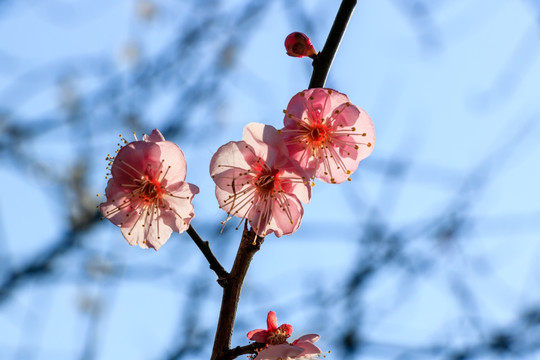 树枝粉红梅花