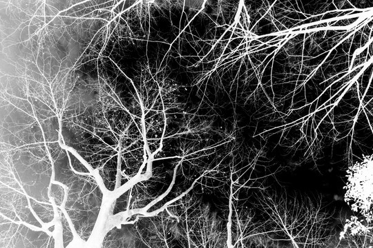 黑白树抽象画 枯树