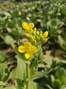菜花