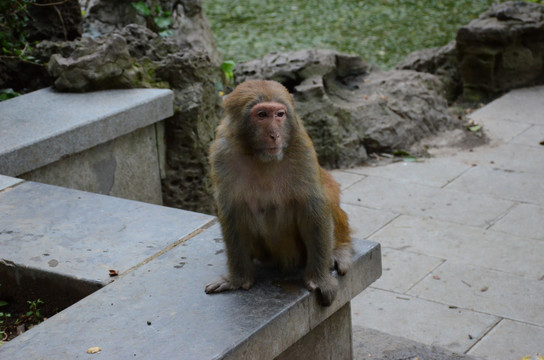黔灵山猴子