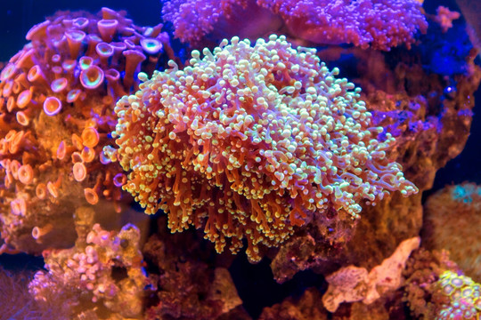 野生珊瑚