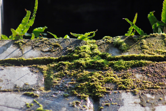 苔藓和蕨类