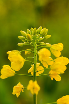 油菜花