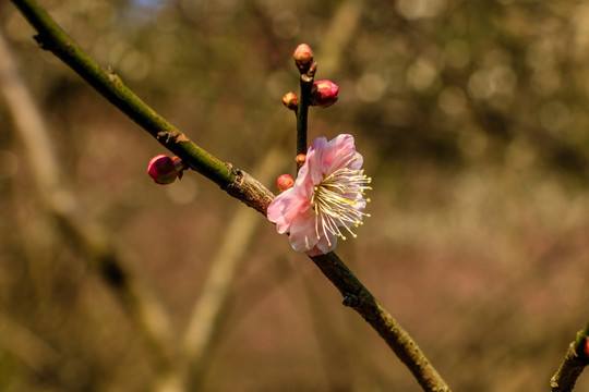 梅花素材