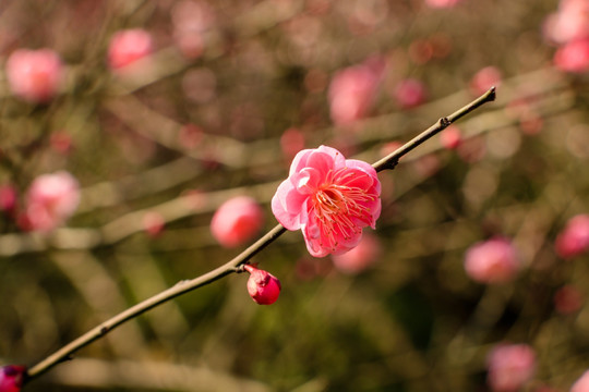 红梅花素材 梅花 腊梅