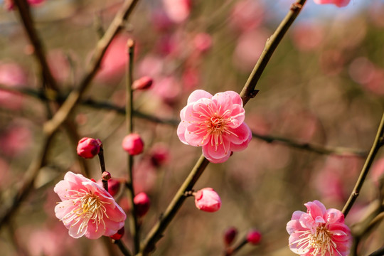 红梅花素材 枯枝新芽