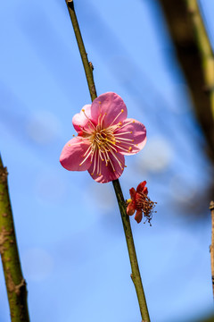 粉红梅花素材 枯枝新芽