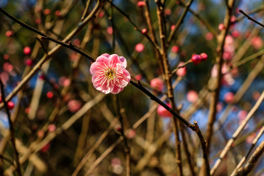 粉红梅花素材 枯枝新芽