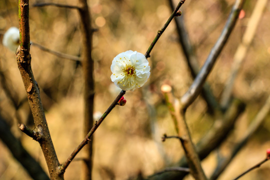 一枝桠白梅花 开在树枝上的花