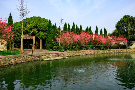 古代庭院 一排红梅花 宁波白云